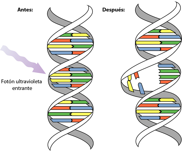 DNA Radiación UVC